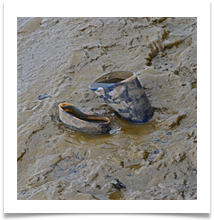 Stuck in the mud - Richard Nicholls